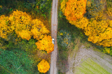 Сar standing under a yellow tree. Beautiful autumn forest. Drone photo. Aerial view