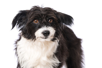 Chinese crested powderpuff dog isolated on white