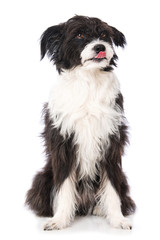 Licking dog isolated on white background