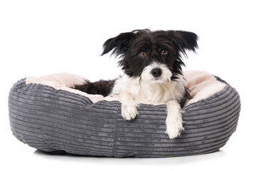Tired dog lying in a dog bed isolated on white and looking to the camera