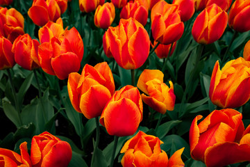 colorful tulips in the garden