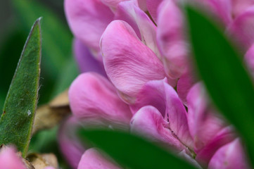 Close Look at the Delicate Pink Lupine Flower Petals