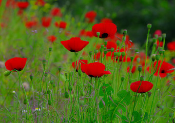 Obraz premium red poppies in a field