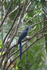 Geai &agrave; face blanche