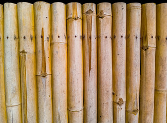 Obraz premium Close up of yellow dried bamboo fence texture isolate in black background