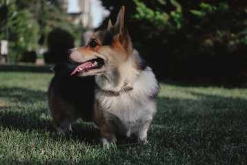  Corgi walks on the grass in the park