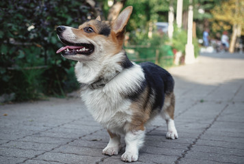 a corgi sitting in the park