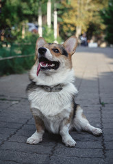 a corgi sitting in the park