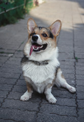 a corgi sitting in the park