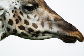 Close-up of a giraffe face, head with eye, nose, mouth at Murchison Falls National Park, Uganda, Africa.