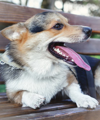portrait of a dog  welsh corgi tricolor