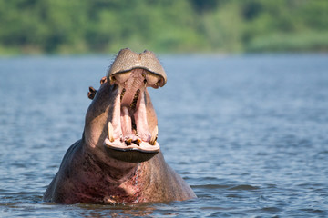 Impressive, massive hippo yawning wide-mouthed in the waters of the Nile, Murchinson Falls National Park, Uganda, Africa.