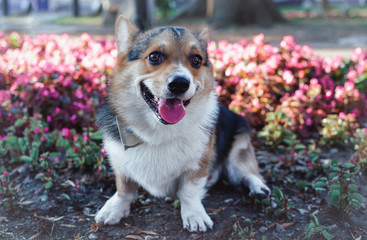  welsh corgi tricolor