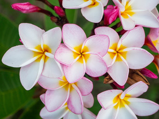 Fototapeta na wymiar Pink frangipani flowers growing on koh pangan island
