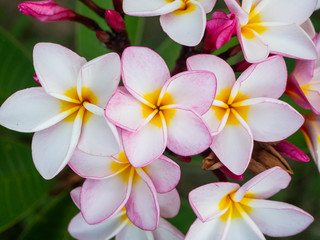 Pink frangipani flowers growing on koh pangan island