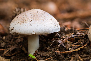 A little brown mushroom rises out of the forest humus. 