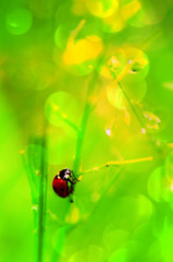 ladybug on green leaf