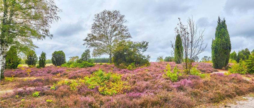 Heath bloom in the nature reserve "Heiligen Hain" in the Lüneburg Heath, Germany.