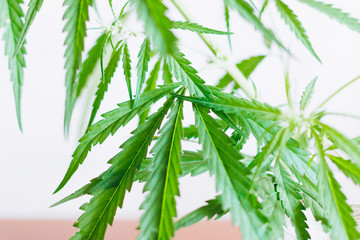 Marijuana leaves, cannabis on a white background, Beautiful background of green cannabis flowers A place for copy space, indoor cultivation