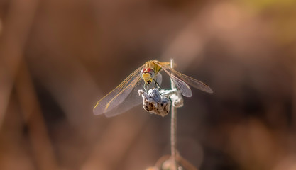 fly on leaf