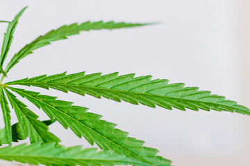 Marijuana leaves, cannabis on a white background, Beautiful background of green cannabis flowers A place for copy space, indoor cultivation
