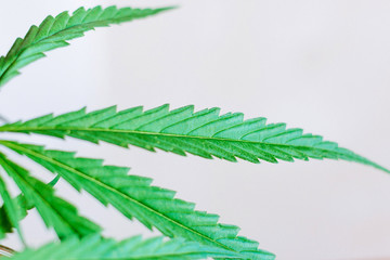 Marijuana leaves, cannabis on a white background, Beautiful background of green cannabis flowers A...