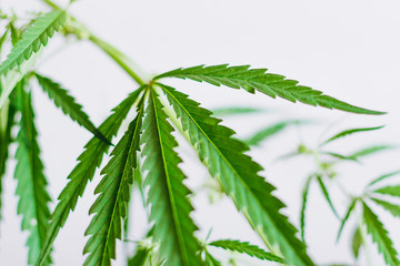 Marijuana leaves, cannabis on a white background, Beautiful background of green cannabis flowers A place for copy space, indoor cultivation