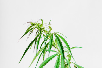 Marijuana leaves, cannabis on a white background, Beautiful background of green cannabis flowers A place for copy space, indoor cultivation