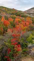 Vertical frame Colorful orange foliage on autumn trees at twilight