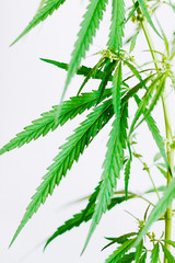 Marijuana leaves, cannabis on a white background, Beautiful background of green cannabis flowers A place for copy space, indoor cultivation