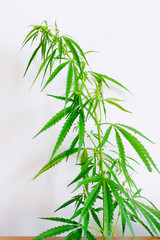 Marijuana leaves, cannabis on a white background, Beautiful background of green cannabis flowers A place for copy space, indoor cultivation