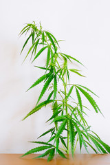 Marijuana leaves, cannabis on a white background, Beautiful background of green cannabis flowers A place for copy space, indoor cultivation