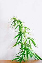 Fototapeta premium Marijuana leaves, cannabis on a white background, Beautiful background of green cannabis flowers A place for copy space, indoor cultivation