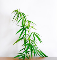Marijuana leaves, cannabis on a white background, Beautiful background of green cannabis flowers A place for copy space, indoor cultivation