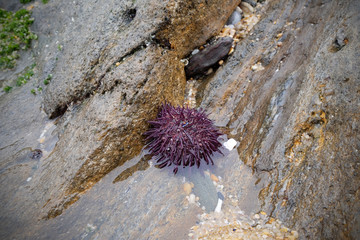 The sea urchin on the shore between the stones is a danger to the bare feet of tourists.