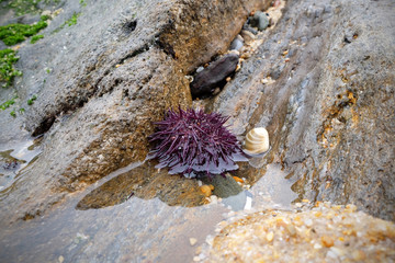 The sea urchin on the shore between the stones is a danger to the bare feet of tourists.