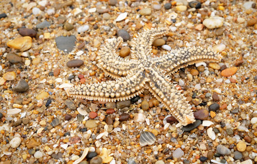 Close up of starfish on sea ​​pebbles and sand.