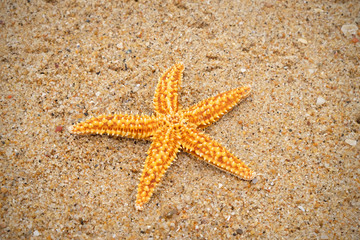 Close up of starfish on sea ​​pebbles and sand.