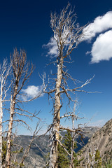 Dead tree etched against a blue sky with white clouds