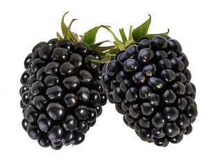Fresh blackberry isolated on white background with clipping path