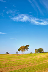 Autumnal landscape with trees on a field