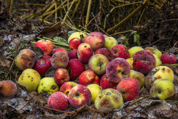apples on the ground covered with snow