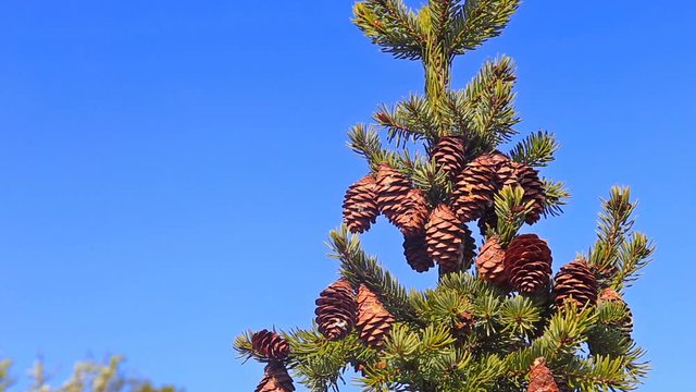Green pine tree branches covered with cones against bluesky as background.