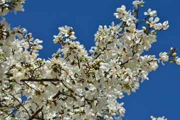 Beautiful white Magnolia flowers close up in bright sunshine