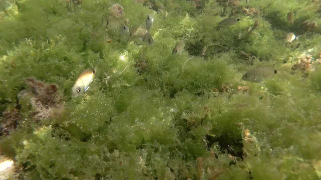 School of Ornate Wrasse or Peacock wrasse (Thalassoma pavo) and Sargo or White Seabream (Diplodus sargus) swims on rock reef covered with green algae Sea Lettuce (Ulva lactuca). Mediterranean Sea
