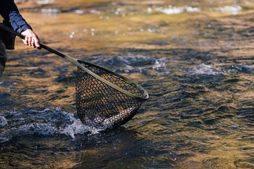 Rainbow Trout in Net