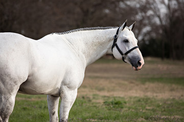 Grey Stallion