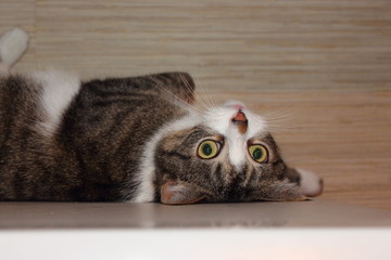 Naklejka premium cat