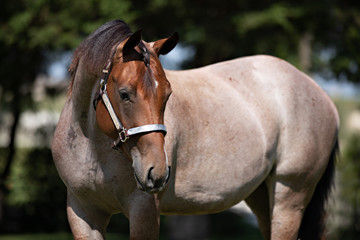 Naklejka premium Horse Portrait 