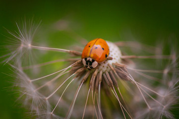 ladybird on a leaf
